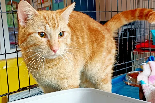 Znaleziono kota, Wałbrzych, 23 kwietnia 2025