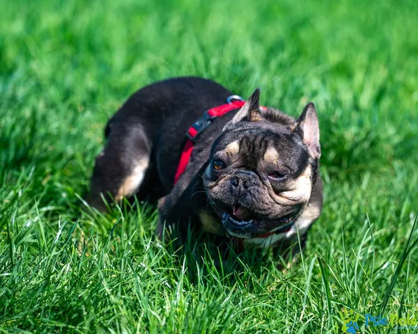 Znaleziono psa, Racławice, 18 kwietnia 2025 (1/5)