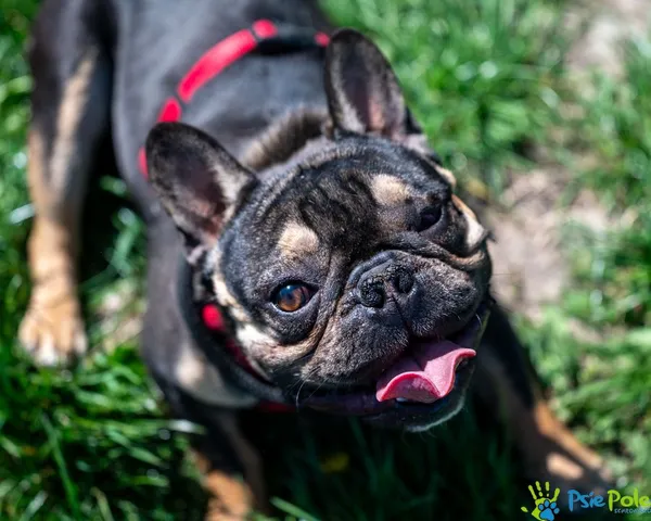 Znaleziono psa, Racławice, 18 kwietnia 2025 (2/5)