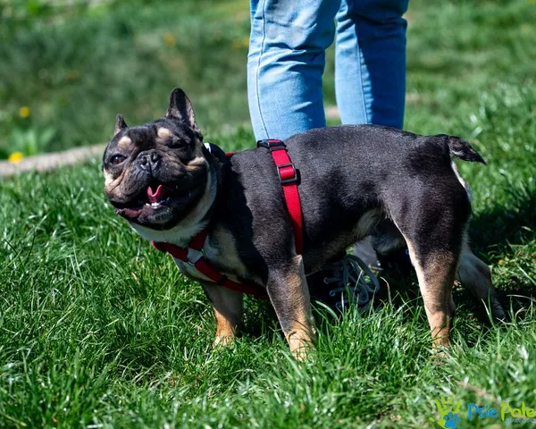 Znaleziono psa, Racławice, 18 kwietnia 2025 (3/5)