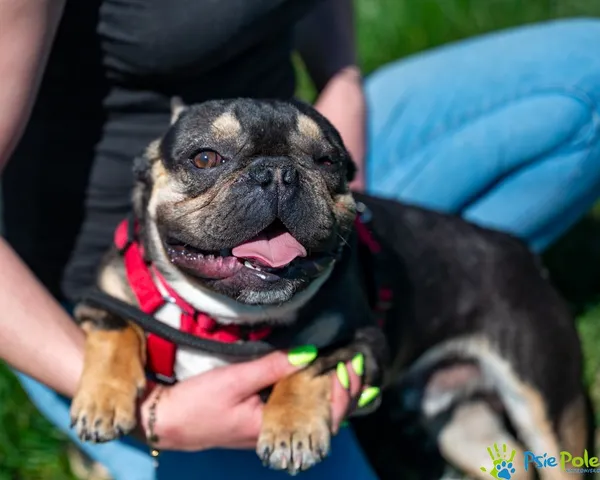 Znaleziono psa, Racławice, 18 kwietnia 2025 (5/5)