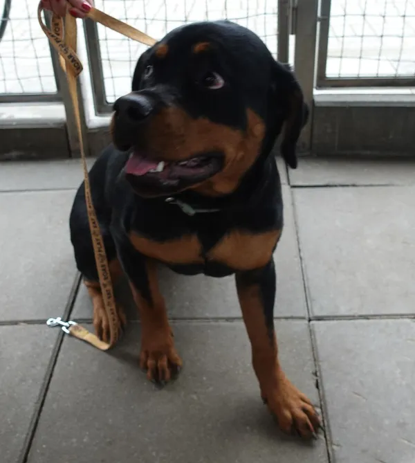 Znaleziono psa, Gdańsk, 24 kwietnia 2025