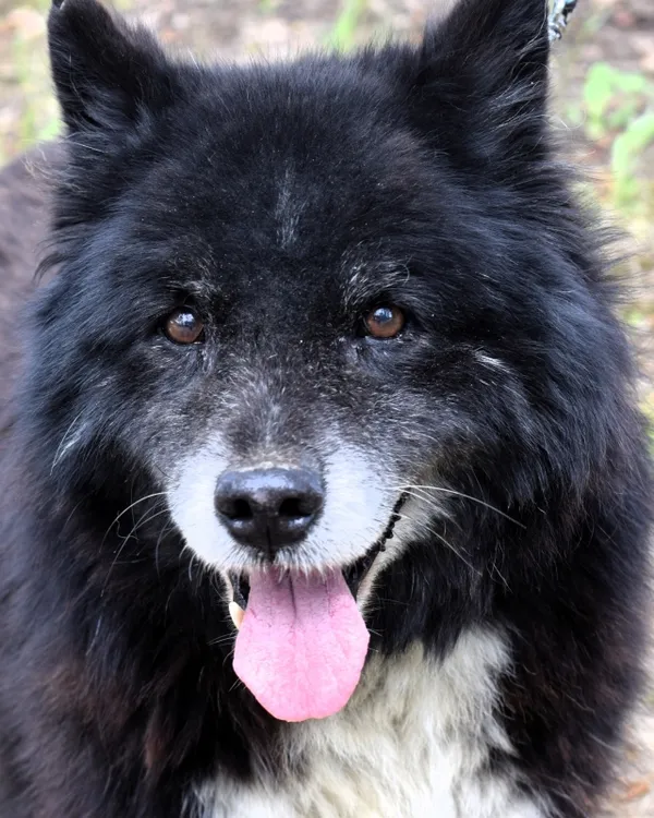 Znaleziono psa, Pieckowo, 18 kwietnia 2025 (2/5)