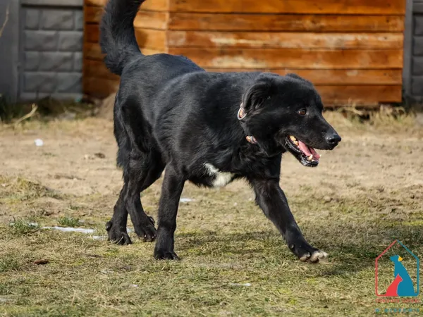 Pies do adopcji, Grudziądz, 17 czerwca 2024 (2/5)