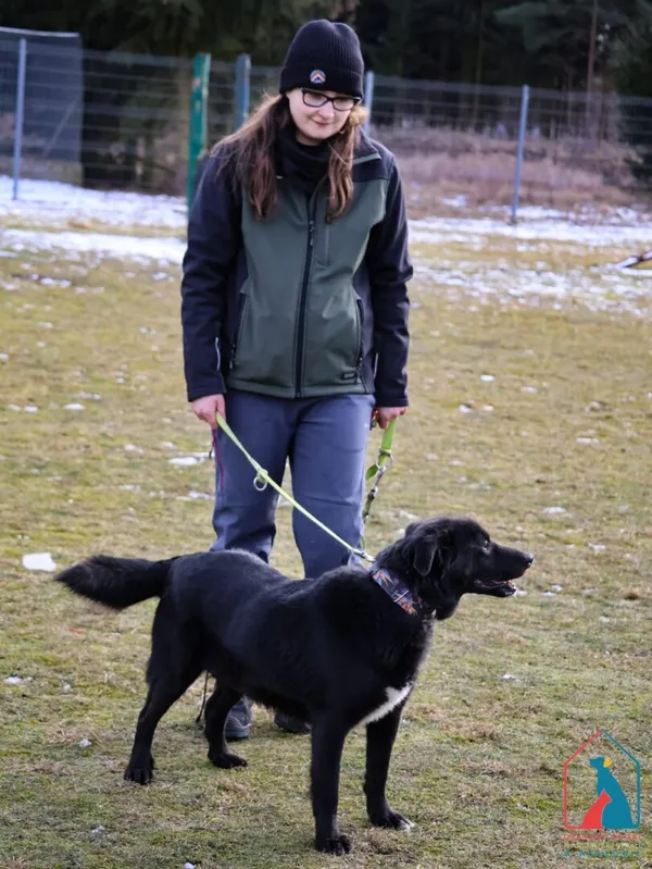 Pies do adopcji, Grudziądz, 17 czerwca 2024 (3/5)