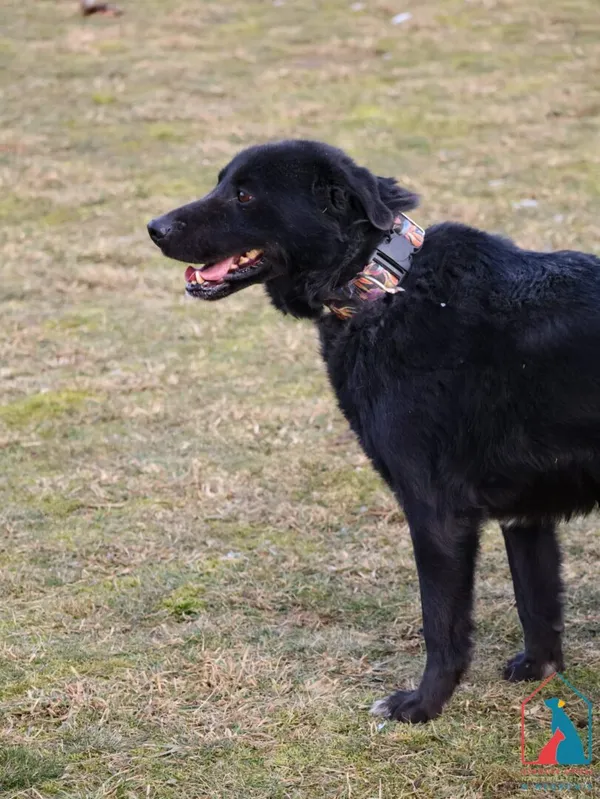 Pies do adopcji, Grudziądz, 17 czerwca 2024 (4/5)