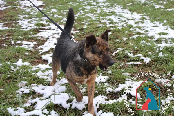 Pies do adopcji, Grudziądz, 29 czerwca 2020 (1/5)