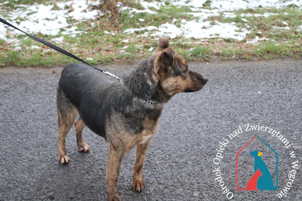 Pies do adopcji, Grudziądz, 29 czerwca 2020 (2/5)