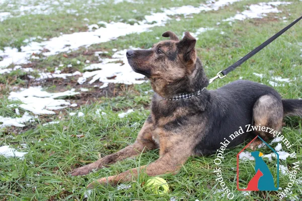 Pies do adopcji, Grudziądz, 29 czerwca 2020 (3/5)