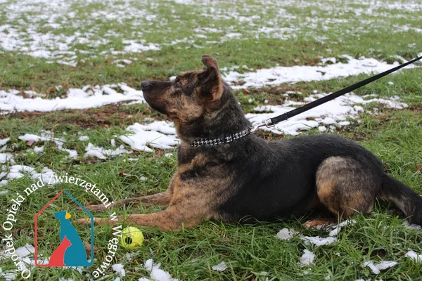 Pies do adopcji, Grudziądz, 29 czerwca 2020 (4/5)