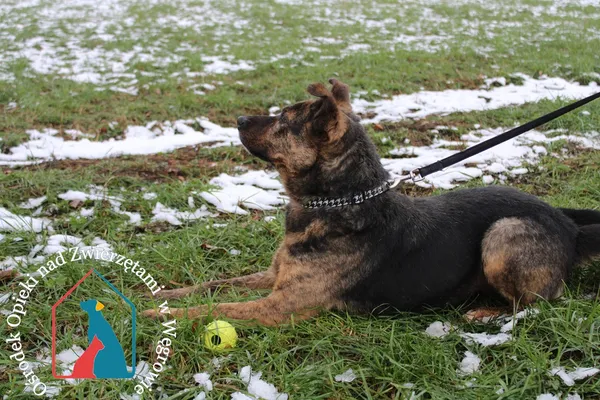 Pies do adopcji, Grudziądz, 29 czerwca 2020 (5/5)