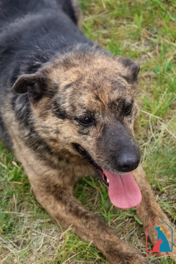 Pies do adopcji, Grudziądz, 29 czerwca 2020 (1/5)