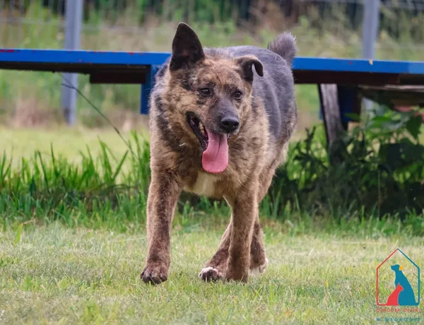 Pies do adopcji, Grudziądz, 29 czerwca 2020 (2/5)