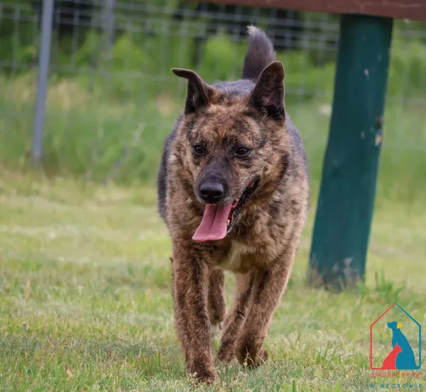 Pies do adopcji, Grudziądz, 29 czerwca 2020 (4/5)