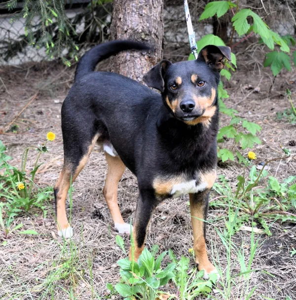 Znaleziono psa, Pieckowo, 22 kwietnia 2025 (1/5)