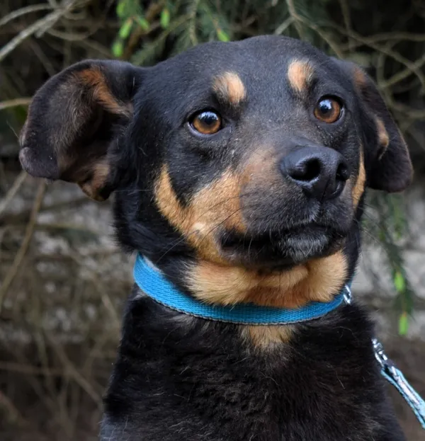 Znaleziono psa, Pieckowo, 22 kwietnia 2025 (3/5)