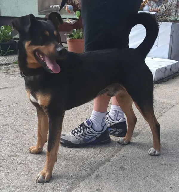 Znaleziono psa, Pieckowo, 22 kwietnia 2025 (4/5)