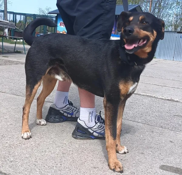 Znaleziono psa, Pieckowo, 22 kwietnia 2025 (5/5)