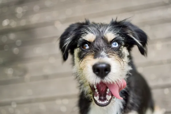 Znaleziono psa, Sosnowiec, 16 kwietnia 2025 (1/5)