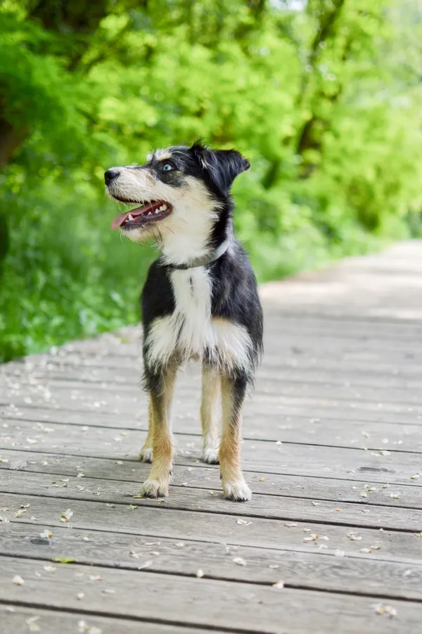 Znaleziono psa, Sosnowiec, 16 kwietnia 2025 (3/5)