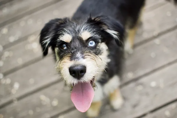 Znaleziono psa, Sosnowiec, 16 kwietnia 2025 (5/5)