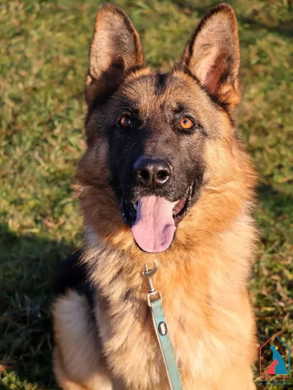 Pies do adopcji, Grudziądz, 22 maja 2024 (1/5)