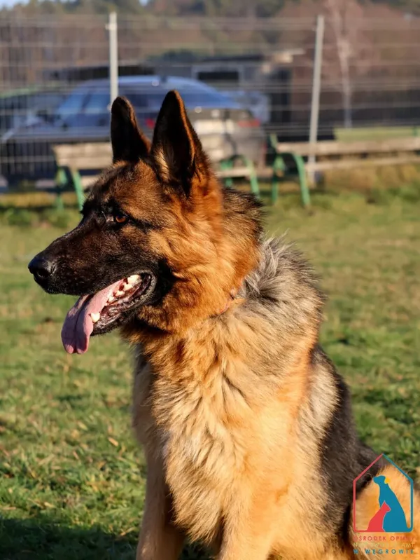 Pies do adopcji, Grudziądz, 22 maja 2024 (3/5)