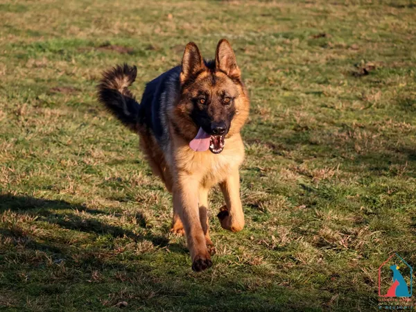 Pies do adopcji, Grudziądz, 22 maja 2024 (4/5)