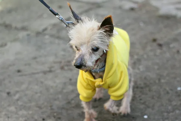 Znaleziono psa, Wałbrzych, 10 kwietnia 2025