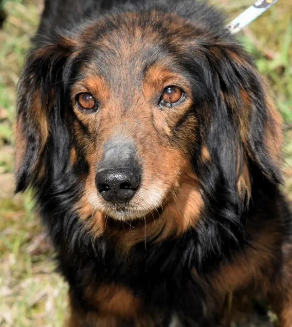 Znaleziono psa, Pieckowo, 16 kwietnia 2025 (1/5)