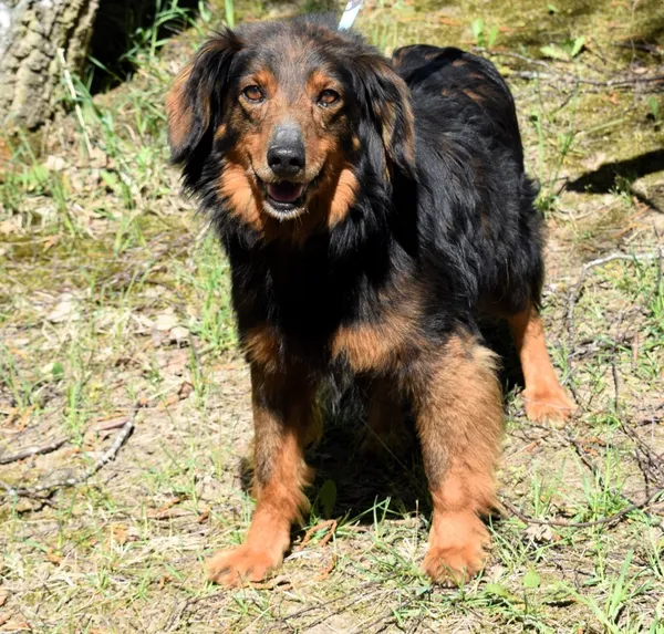 Znaleziono psa, Pieckowo, 16 kwietnia 2025 (2/5)