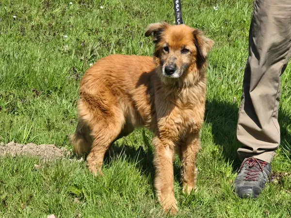 Pies do adopcji, Ropczyce, 15 kwietnia 2025