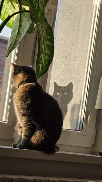 Zaginął kot, Wolsztyn, 15 kwietnia 2025