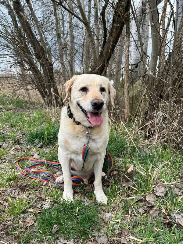 Pies do adopcji, Tychy, 25 lutego 2025