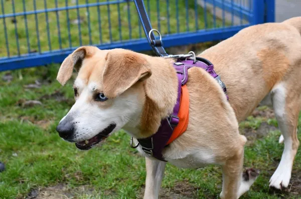 Pies do adopcji, Tychy, 10 lutego 2025