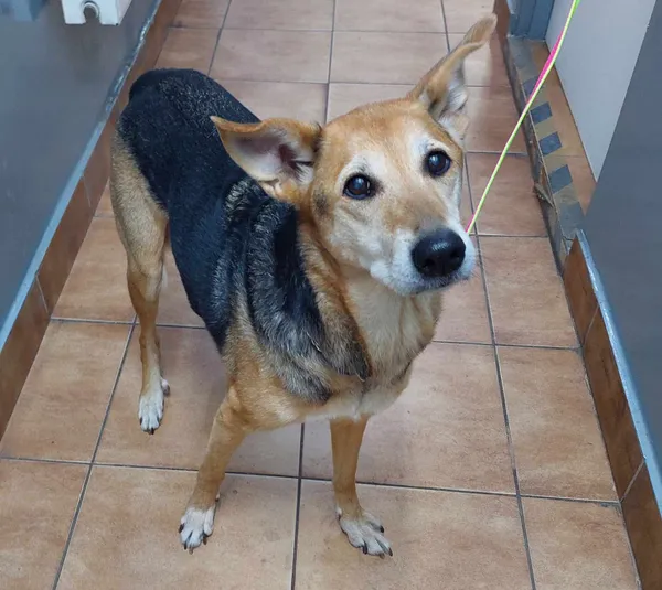 Znaleziono psa, Sosnowiec, 14 kwietnia 2025