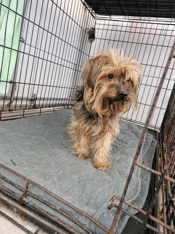 Znaleziono psa, Sosnowiec, 13 kwietnia 2025 (2/2)