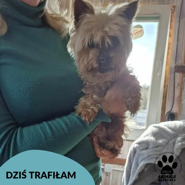 Znaleziono psa, Dąbrówka, 11 kwietnia 2025