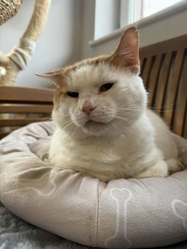 Znaleziono kota, Chojnice, 10 kwietnia 2025