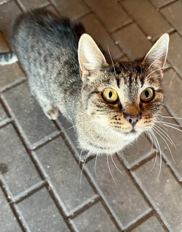 Znaleziono kota, Chojnice, 10 kwietnia 2025