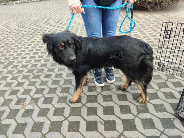 Pies do adopcji, Radom, 1 kwietnia 2025