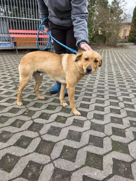 Pies do adopcji, Radom, 27 marca 2025