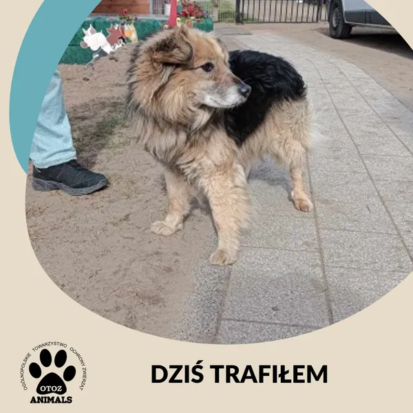 Znaleziono psa, Dąbrówka, 7 kwietnia 2025