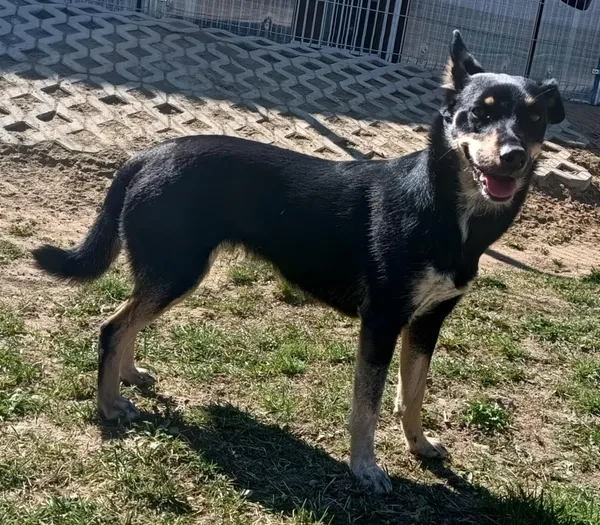 Znaleziono psa, Pieckowo, 7 kwietnia 2025 (3/3)