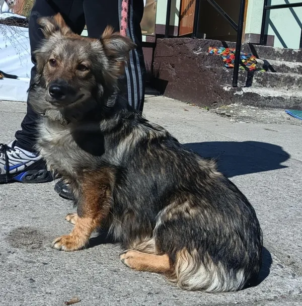 Znaleziono psa, Pieckowo, 7 kwietnia 2025 (1/2)