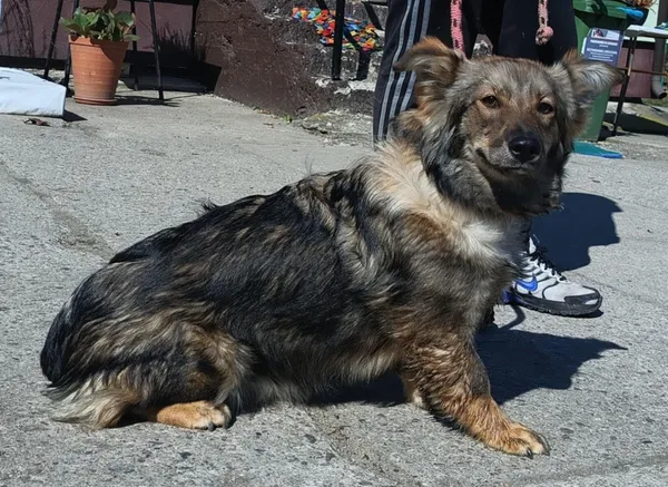 Znaleziono psa, Pieckowo, 7 kwietnia 2025 (2/2)