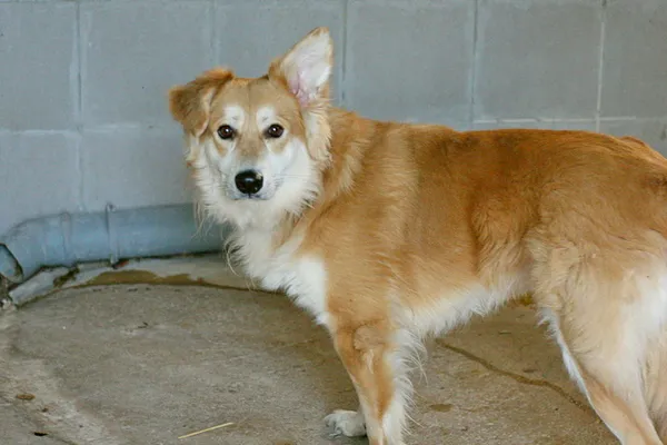 Znaleziono psa, Wałbrzych, 3 kwietnia 2025 (1/2)