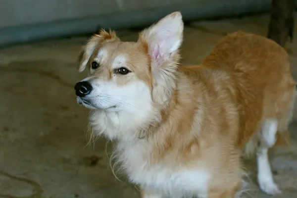 Znaleziono psa, Wałbrzych, 3 kwietnia 2025 (2/2)