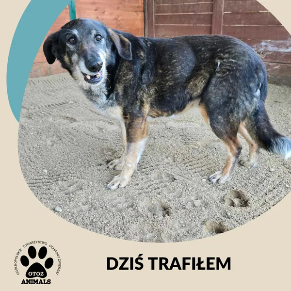 Znaleziono psa, Dąbrówka, 3 kwietnia 2025