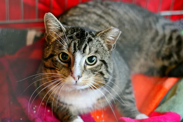 Znaleziono kota, Wałbrzych, 1 kwietnia 2025